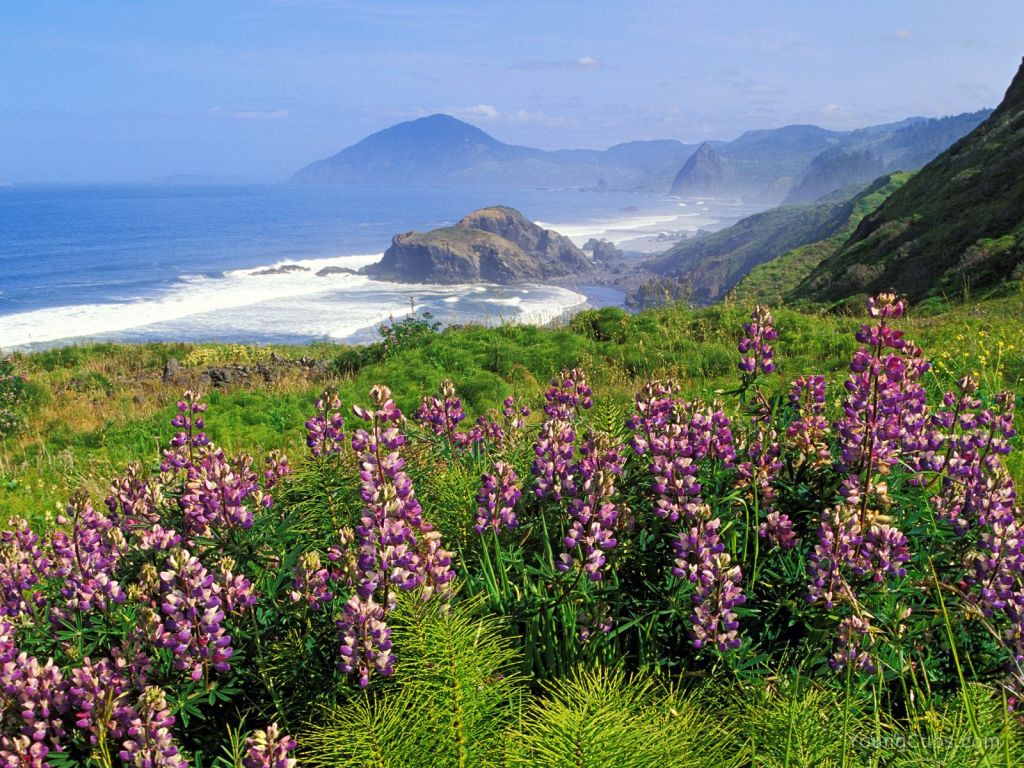 Lupines Along the California Coastline